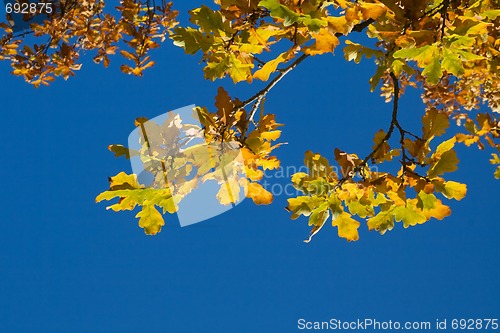 Image of Autumn leaves