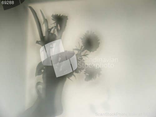 Image of Flowers - Shadow on wall