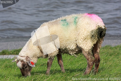 Image of sheep on dike