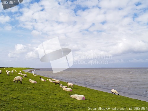 Image of sheep on dike