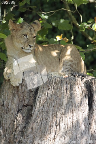 Image of young lion