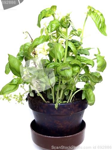 Image of Basil