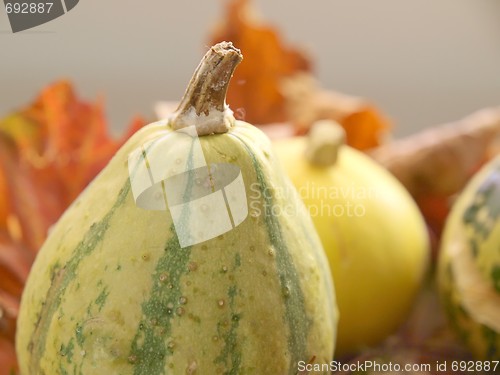 Image of Pumpkin 