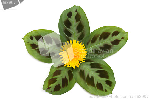Image of Yellow dandelion