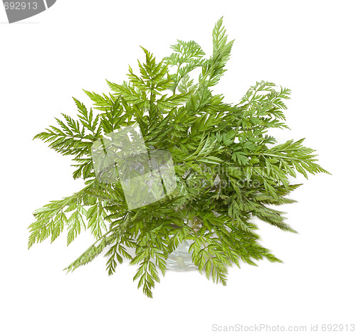 Image of Green herb in glass