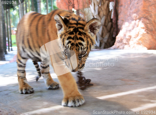 Image of Young tiger