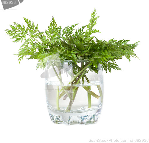 Image of Green herb in glass with water