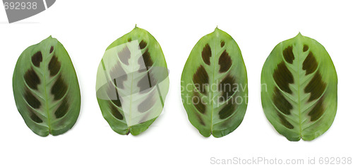 Image of Four green sheets