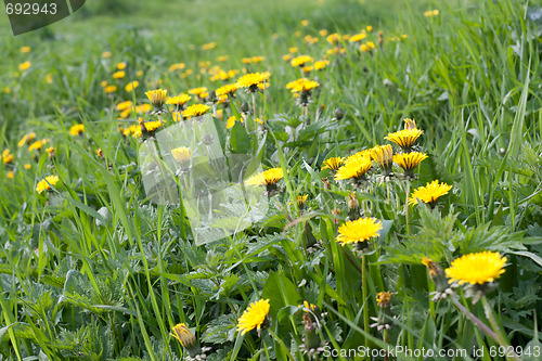Image of Green meadow, dandelion