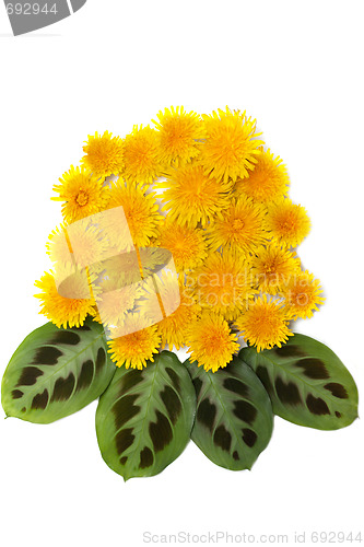 Image of Yellow dandelions with green sheet