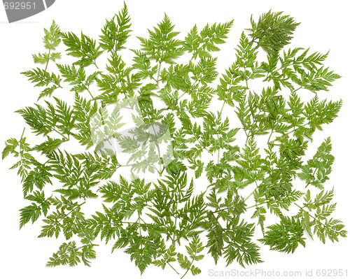 Image of Green herb