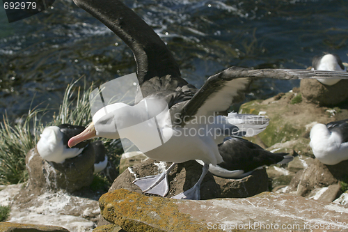 Image of Black-browed albatross (Diomedea melanophris)