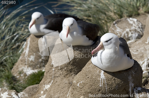 Image of Black-browed albatross (Diomedea melanophris)