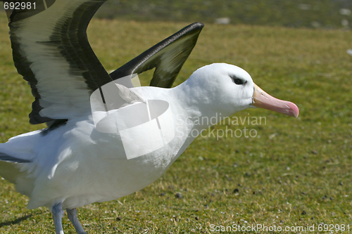 Image of Black-browed albatross (Diomedea melanophris)