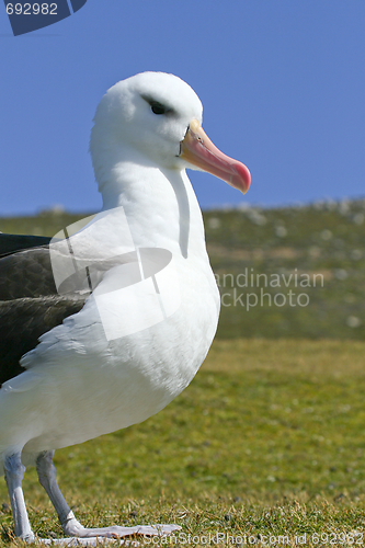 Image of Black-browed albatross (Diomedea melanophris)