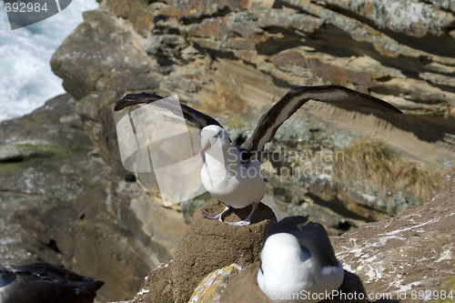 Image of Black-browed albatross (Diomedea melanophris)