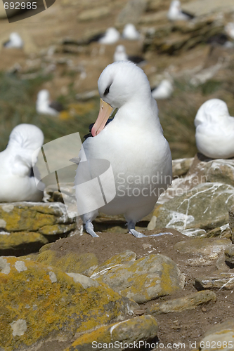 Image of Black-browed albatross (Diomedea melanophris)