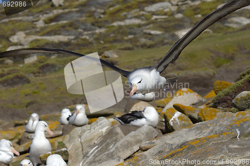 Image of Black-browed albatross (Diomedea melanophris)