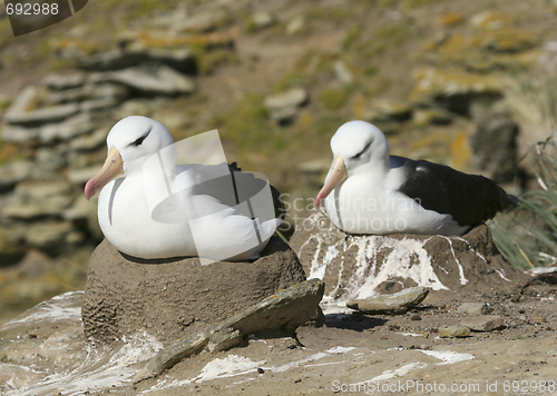 Image of Black-browed albatross (Diomedea melanophris)