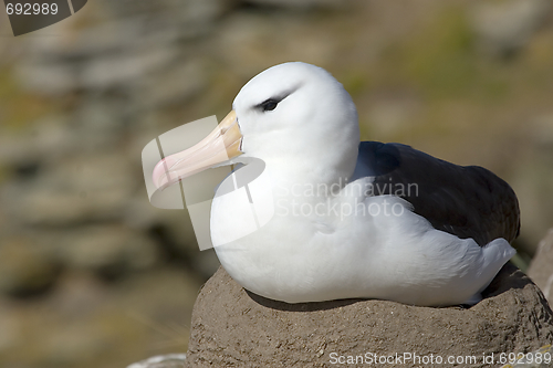 Image of Black-browed albatross (Diomedea melanophris)