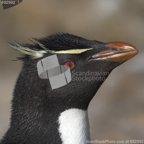 Image of Rockhopper penguin (Eudyptes chrysocome)