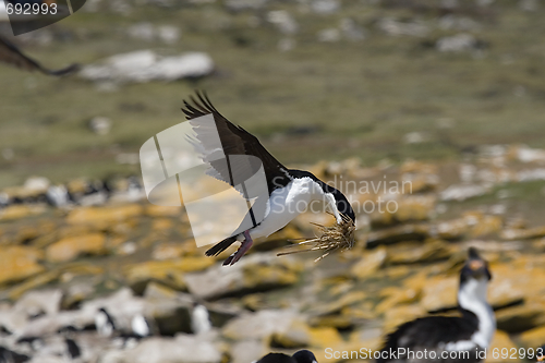 Image of King cormorant (Phalacrocorax atriceps)