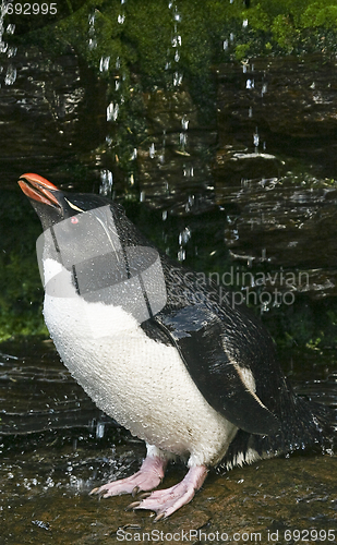Image of Rockhopper penguin (Eudyptes chrysocome)