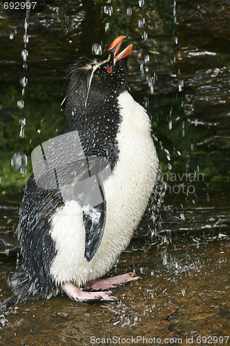 Image of Rockhopper penguin (Eudyptes chrysocome)