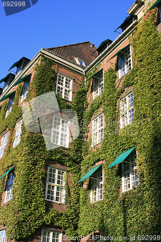 Image of House with Ivy