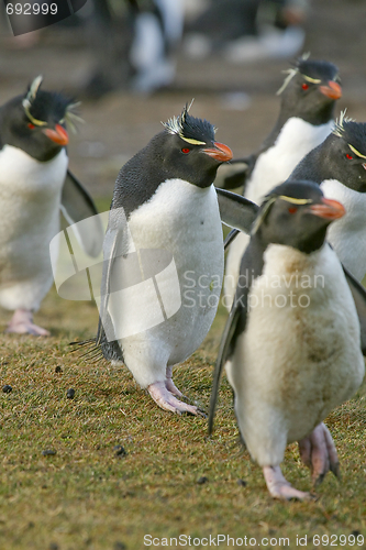 Image of Rockhopper penguins (Eudyptes chrysocome)