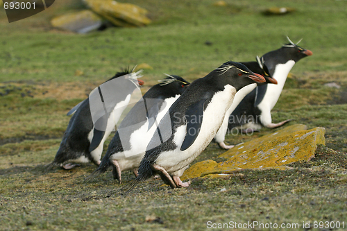 Image of Rockhopper penguins (Eudyptes chrysocome)
