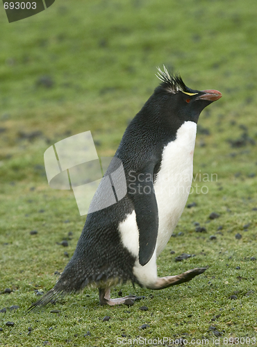 Image of Rockhopper penguin (Eudyptes chrysocome)