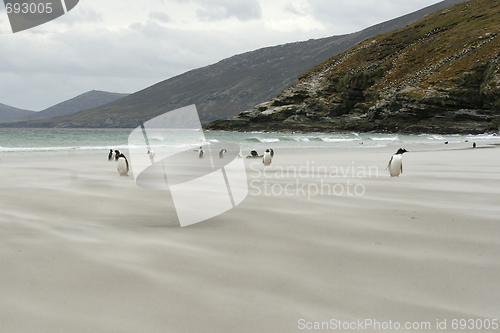 Image of Gentoo penguins (Pygoscelis papua)