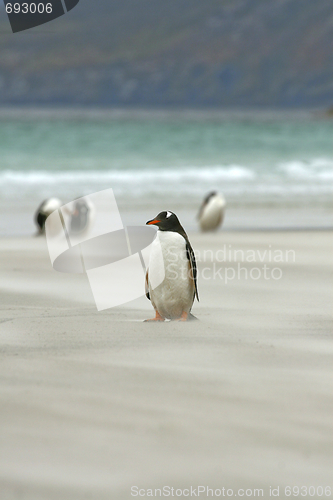 Image of Gentoo penguins (Pygoscelis papua)