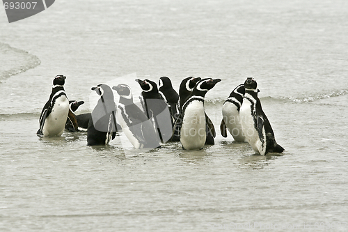 Image of Magellanic penguins (Spheniscus magellanicus)