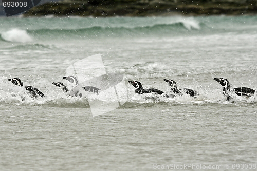 Image of Magellanic penguins (Spheniscus magellanicus)