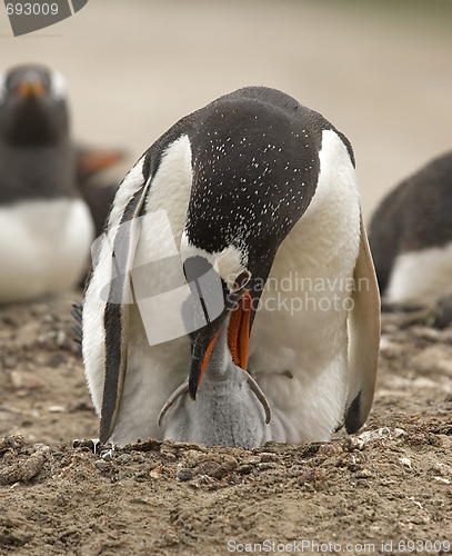 Image of Gentoo penguins (Pygoscelis papua)