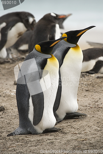 Image of King penguins (Aptenodytes patagonicus)