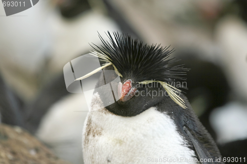 Image of Rockhopper penguin (Eudyptes chrysocome)