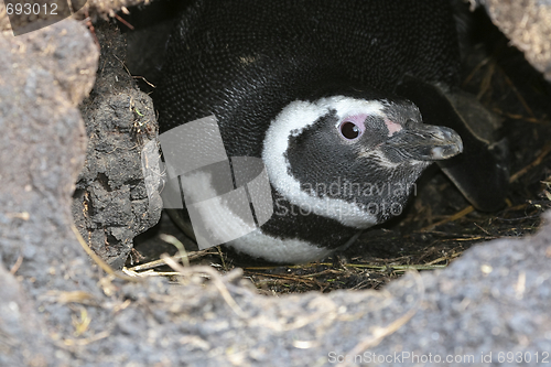 Image of Magellanic penguin (Spheniscus magellanicus)