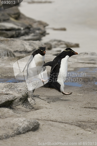 Image of Rockhopper penguin (Eudyptes chrysocome)