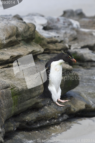 Image of Rockhopper penguin (Eudyptes chrysocome)