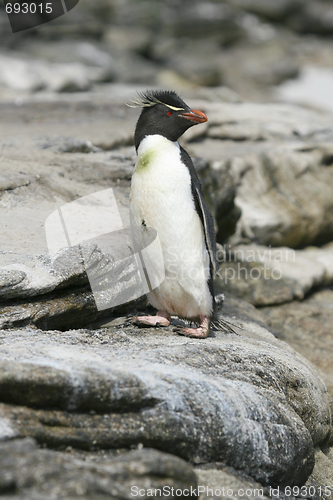Image of Rockhopper penguin (Eudyptes chrysocome)