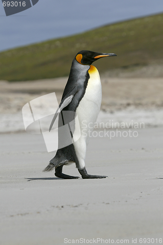 Image of King penguin (Aptenodytes patagonicus)