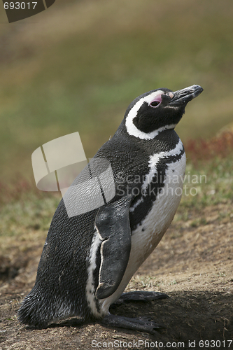 Image of Magellanic penguin (Spheniscus magellanicus)
