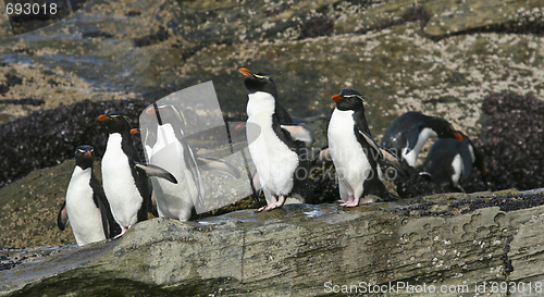 Image of Rockhopper penguins (Eudyptes chrysocome)