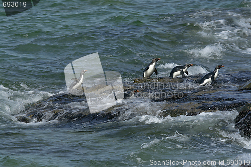 Image of Rockhopper penguins (Eudyptes chrysocome)