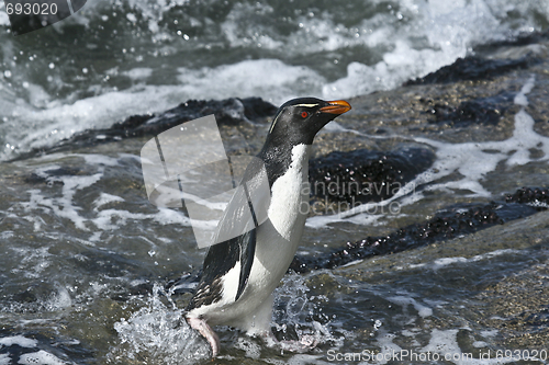 Image of Rockhopper penguin (Eudyptes chrysocome)