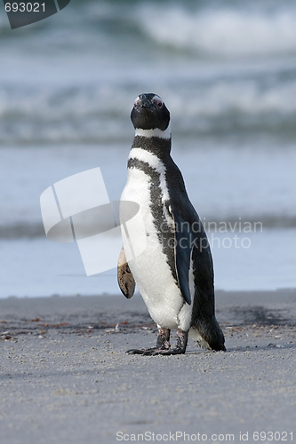 Image of Magellanic penguin (Spheniscus magellanicus)