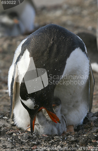 Image of Gentoo penguins (Pygoscelis papua)